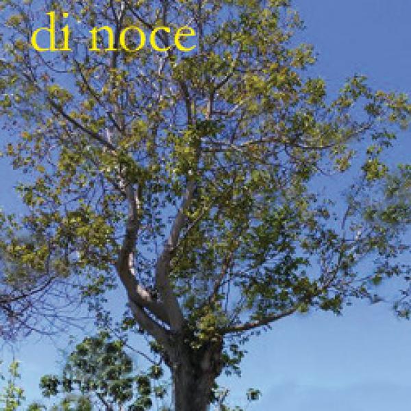 L'albero di noce